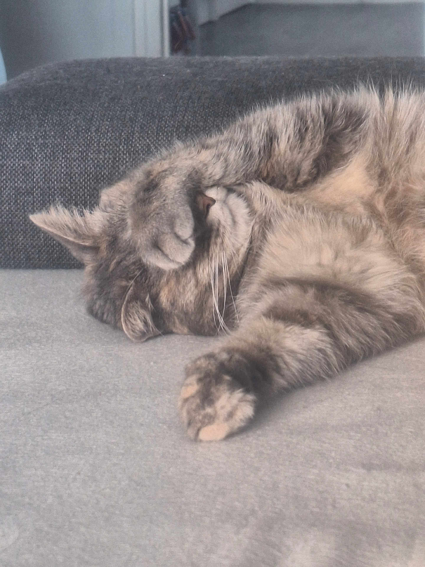 Roxy a rejoint le concours — aidez-le/la à gagner de superbes lots ! cat, sleeping, paw, fur, resting, cozy, indoor, cushion, gray, cute, pet, animal, whiskers, relaxed, feline, home, soft, nap, tabby, covered_face