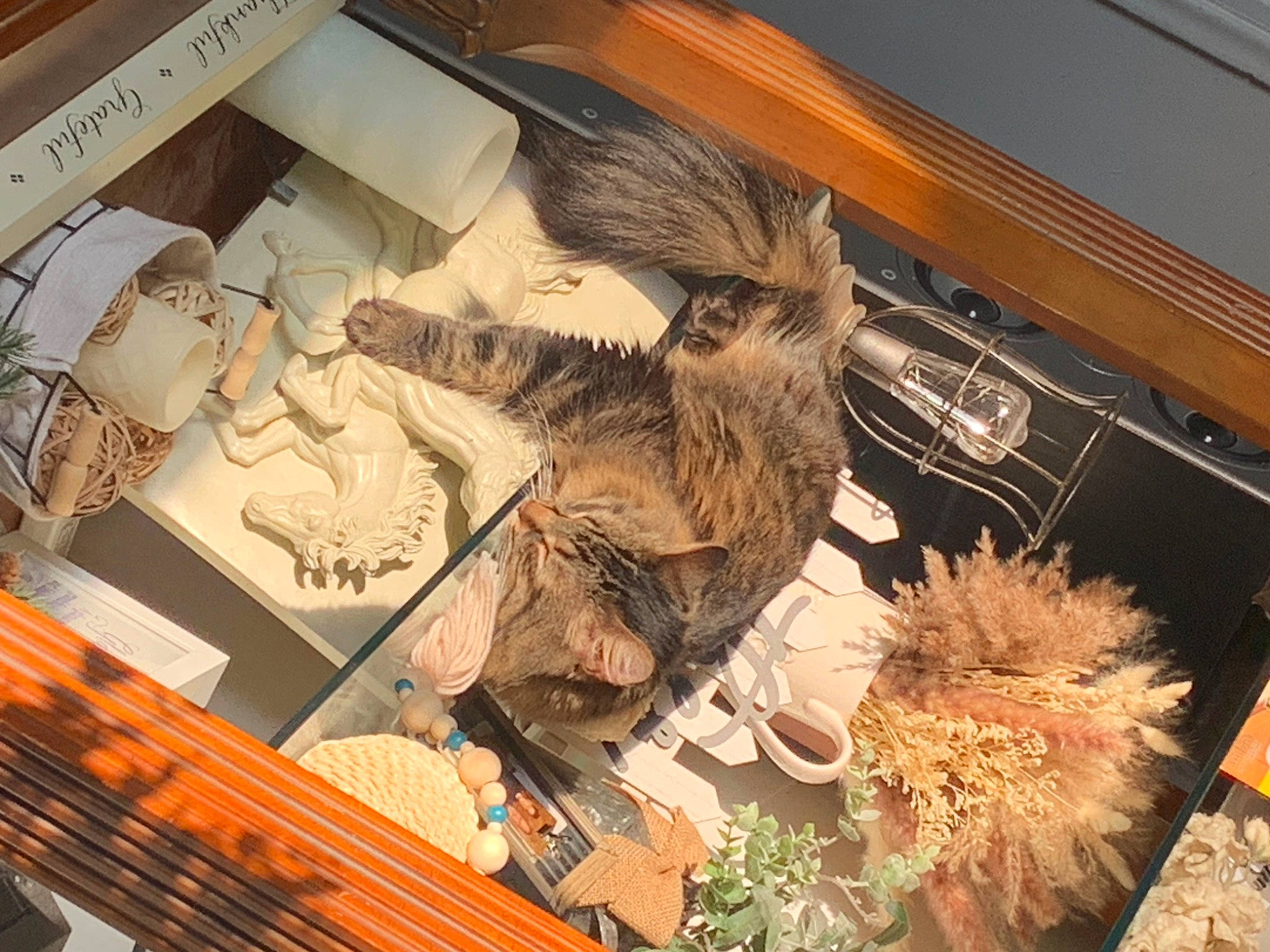 Poppy is registered to the contest to win money with this photo: art, bird, bird_of_prey, falconiformes, feather, fruit, fur, laptop, mammal, natural_material, owl, plant, room, visual_arts, wing, wood