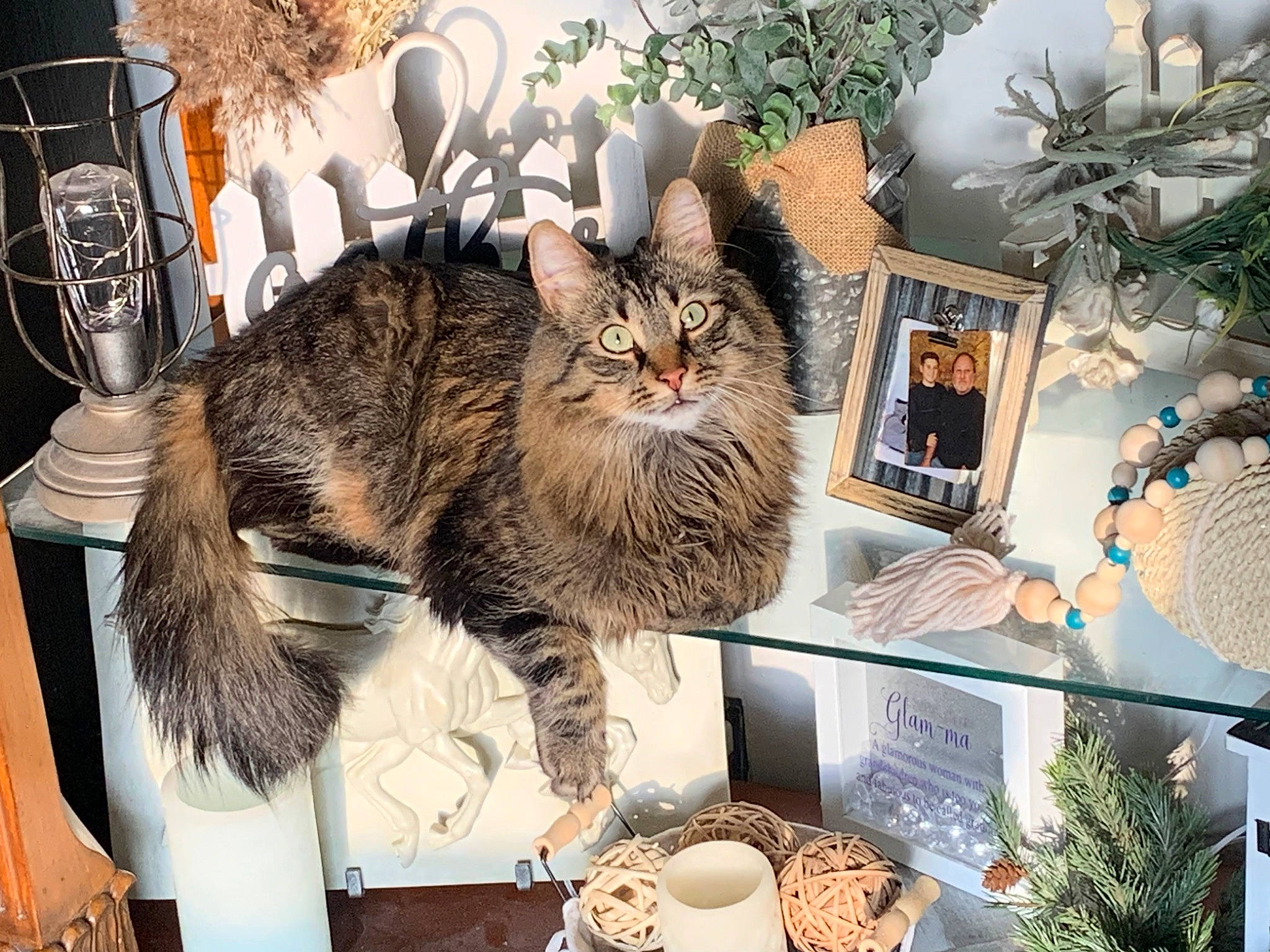 Poppy joined the competition — help win amazing prizes! box, british_longhair, carnivore, cat, claw, domestic_short_haired_cat, event, fawn, felidae, fur, maine_coon, plant, small_to_medium_sized_cats, tail, terrestrial_animal, tree, whiskers, wildlife