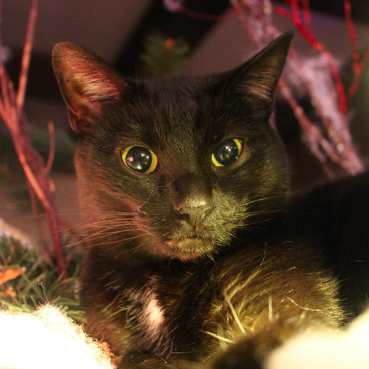 Jinxie