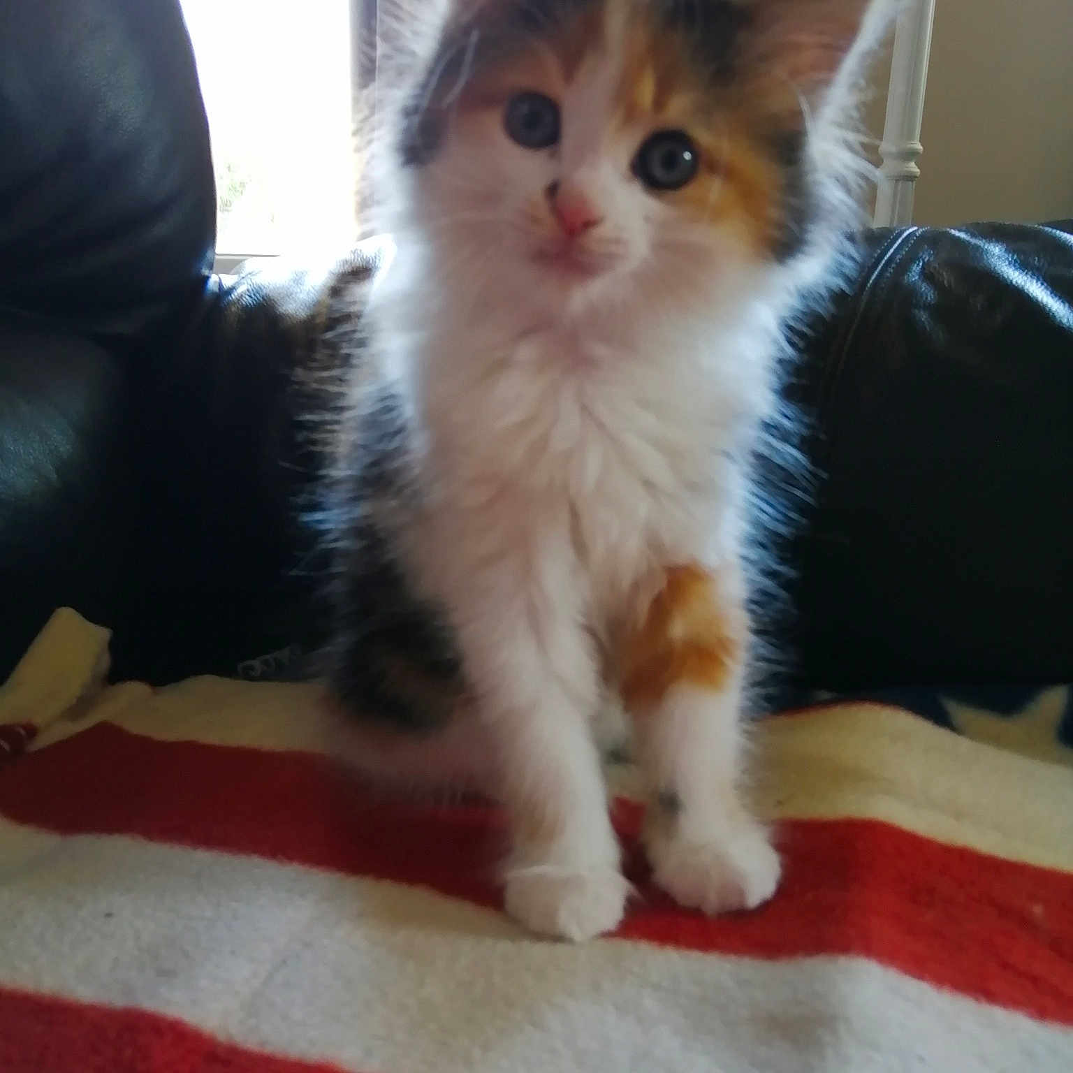 Choupette