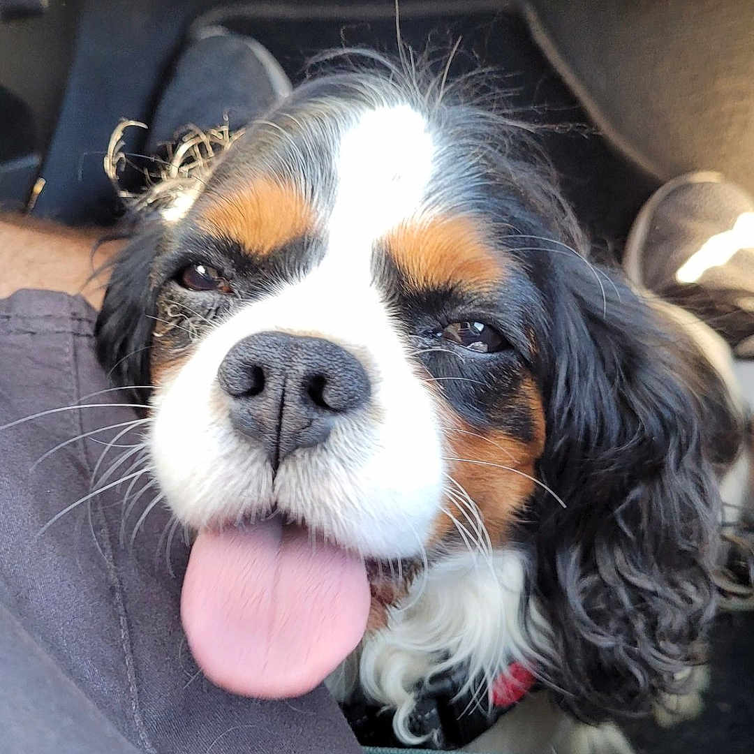 Sherlock participe au concours pour gagner de l'argent avec cette photo : animal, black, brown, car_interior, casual, close_up, companion, cute, dog, eyes, fur, happy, legs, nose, person, pet, sunlight, tongue_out, tricolor, white