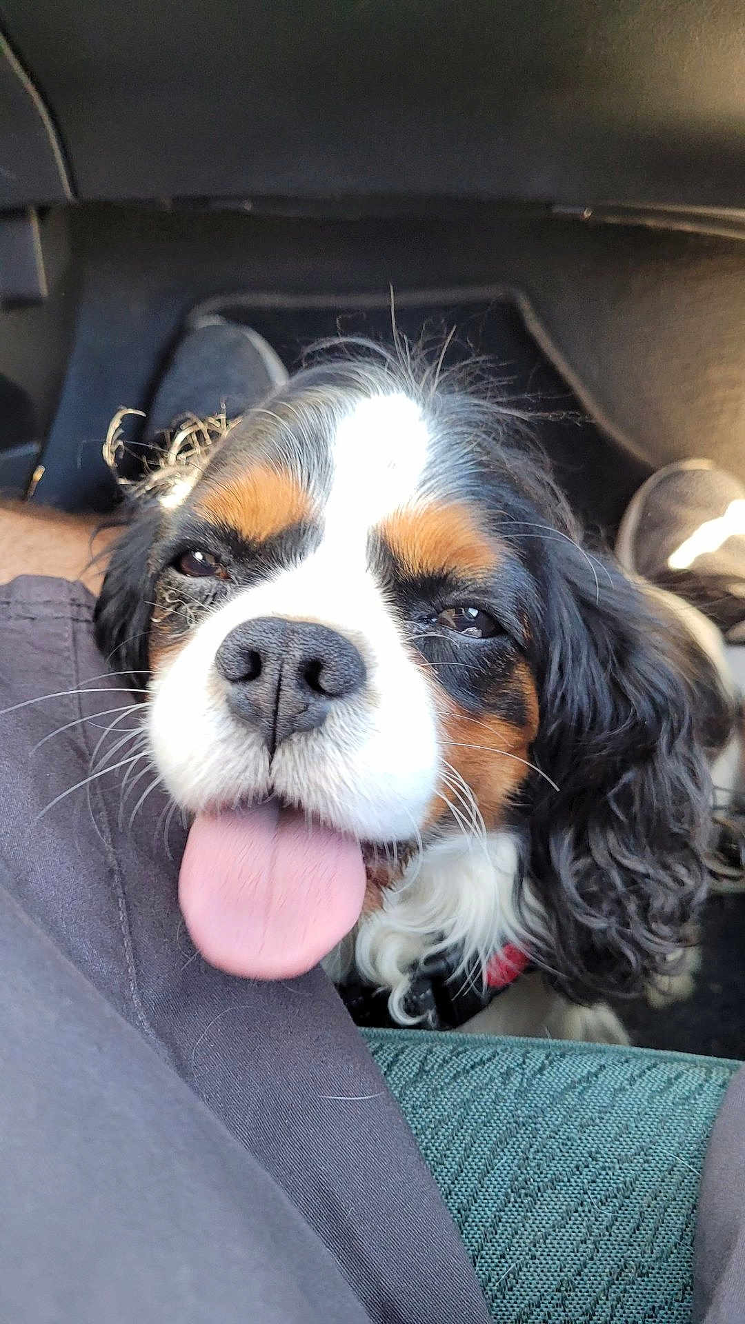 Sherlock participe au concours pour gagner de l'argent avec cette photo : dog, tricolor, tongue_out, close_up, pet, car_interior, fur, nose, eyes, person, legs, casual, sunlight, happy, animal, companion, cute, black, white, brown