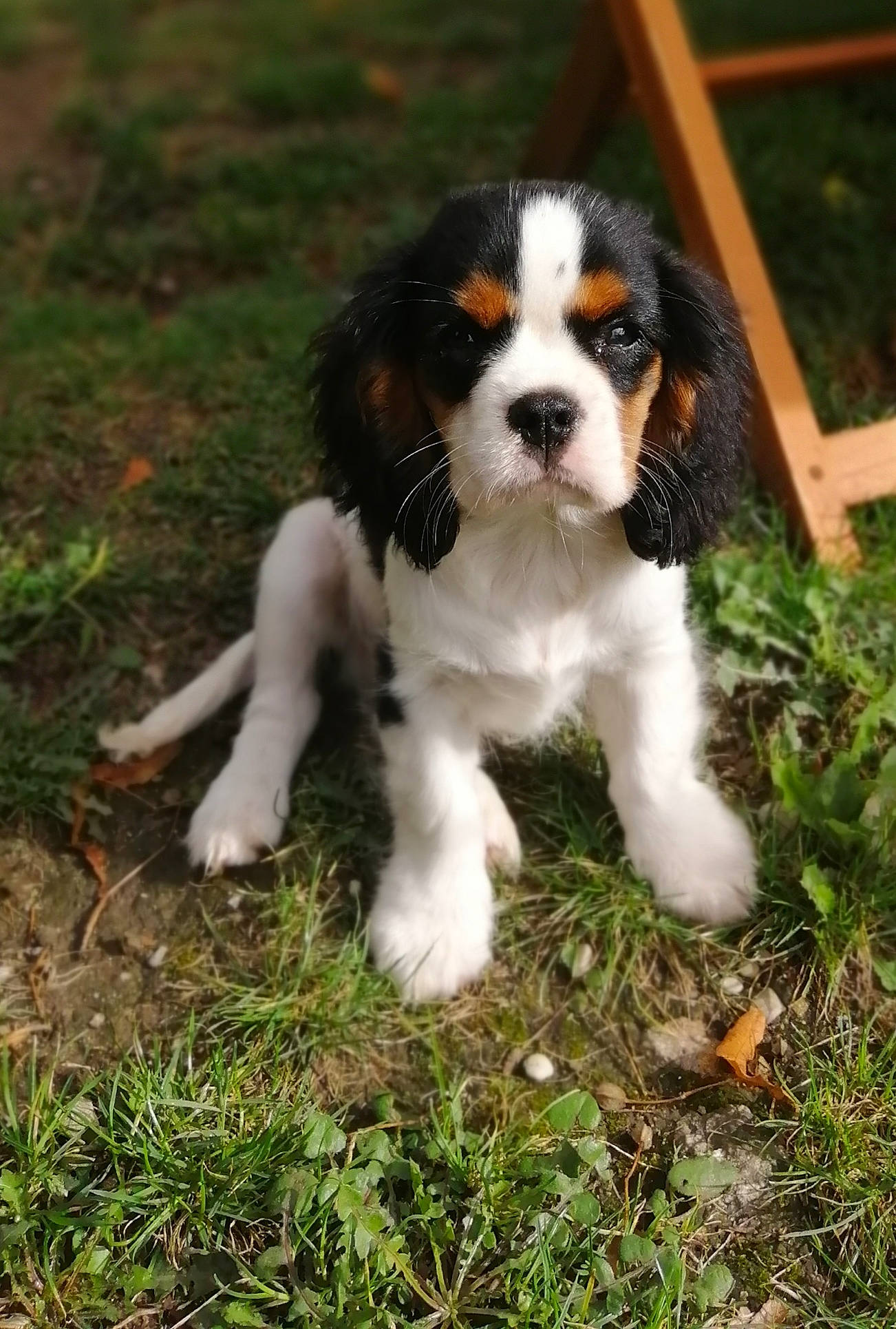 Sherlock a rejoint le concours — aidez-le/la à gagner de superbes lots ! bored, canidae, carnivore, cavalier_king_charles_spaniel, companion_dog, dog, dog_breed, fur, grass, king_charles_spaniel, liver, plant, snout, spaniel, sporting_group, tail, terrestrial_animal, toy_dog, whiskers, working_dog