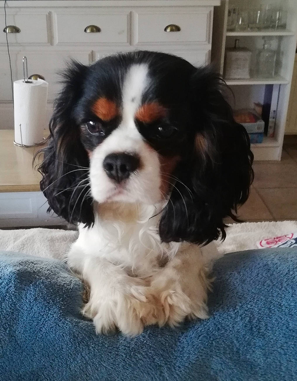 Sherlock a rejoint le concours — aidez-le/la à gagner de superbes lots ! bored, canidae, carnivore, cavalier_king_charles_spaniel, companion_dog, dog, dog_breed, door, fur, king_charles_spaniel, liver, paper_towel, shelf, snout, spaniel, sporting_group, toy_dog, whiskers, working_animal, working_dog