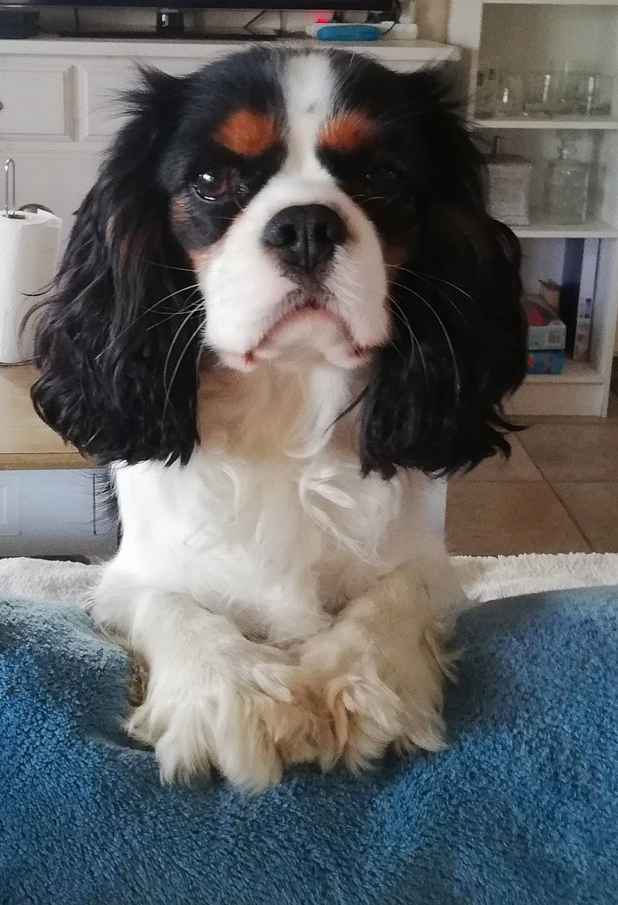 Sherlock a rejoint le concours — aidez-le/la à gagner de superbes lots ! bored, carnivore, cavalier_king_charles_spaniel, companion_dog, dog, dog_breed, door, fur, home_appliance, king_charles_spaniel, kitchen_appliance, liver, snout, sporting_group, terrestrial_animal, toy_dog, whiskers, working_animal, working_dog