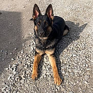 Diesel joined the competition — help win amazing prizes! dog, german_shepherd, outdoor, gravel, sunlight, animal, pet, canine, ears_up, lying_down, road, nature, alert, brown, black, collar, shadow, daylight, mammal, portrait