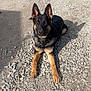 dog, german_shepherd, outdoor, gravel, sunlight, animal, pet, canine, ears_up, lying_down, road, nature, alert, brown, black, collar, shadow, daylight, mammal, portrait