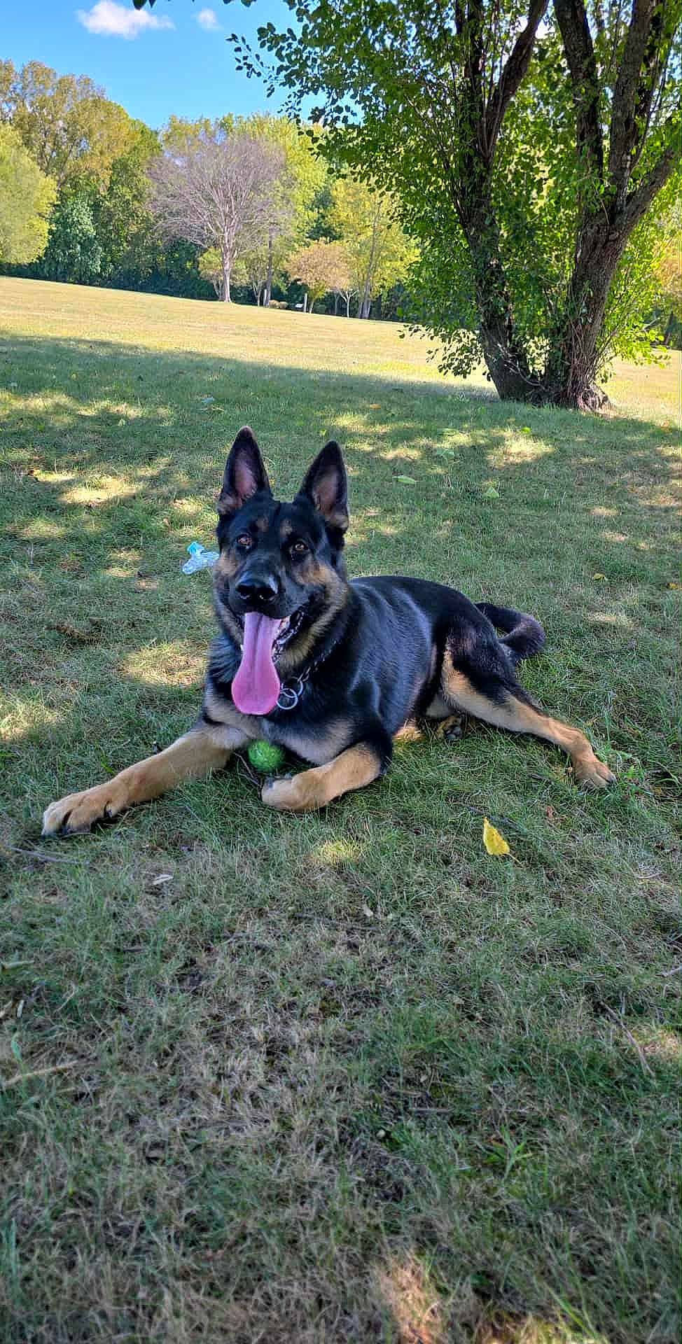 Diesel is registered to the contest to win money with this photo: dog, german_shepherd, grass, park, tree, sunlight, shade, tongue_out, playful, ball, outdoor, pet, animal, canine, nature, summer, recreation, relaxing, happy, mammal