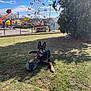Diesel is registered to the contest to win money with this photo: dog, german_shepherd, soccer_ball, grass, outdoor, sunny, amusement_park, ferris_wheel, playful, pet, canine, toy, daytime, tree, fence, blue_sky, clouds, happy, animal, nature