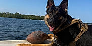 Diesel joined the competition — help win amazing prizes! dog, german_shepherd, boat, water, sky, football, sunny, outdoor, animal, pet, leash, harness, nature, lake, recreation, tongue_out, canine, relaxing, summer, daytime