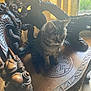 cat, tabby_cat, wooden_chair, carved_chair, dragon_design, indoor, window, curtains, natural_light, feline, pet, wood_floor, ornate, decor, animal, sitting, animal_portrait, furniture, daylight, houseplant