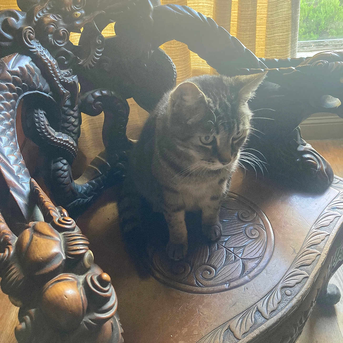 Jiffy joined the competition — help win amazing prizes! animal, animal_portrait, carved_chair, cat, curtains, daylight, decor, dragon_design, feline, furniture, houseplant, indoor, natural_light, ornate, pet, sitting, tabby_cat, window, wood_floor, wooden_chair