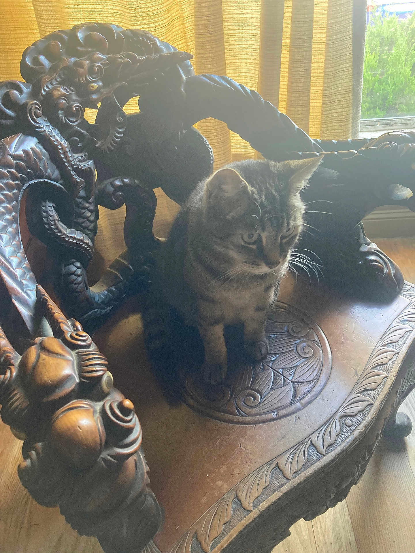 Jiffy joined the competition — help win amazing prizes! cat, tabby_cat, wooden_chair, carved_chair, dragon_design, indoor, window, curtains, natural_light, feline, pet, wood_floor, ornate, decor, animal, sitting, animal_portrait, furniture, daylight, houseplant