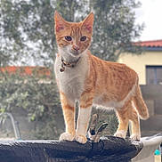 Joker participe au concours pour gagner de l'argent avec cette photo : cat, orange_cat, white_cat, pet, animal, outdoor, garden, pool, pool_cover, balance, collar, bell, curious, standing, feline, nature, daylight, domestic_cat, young_cat, close-up