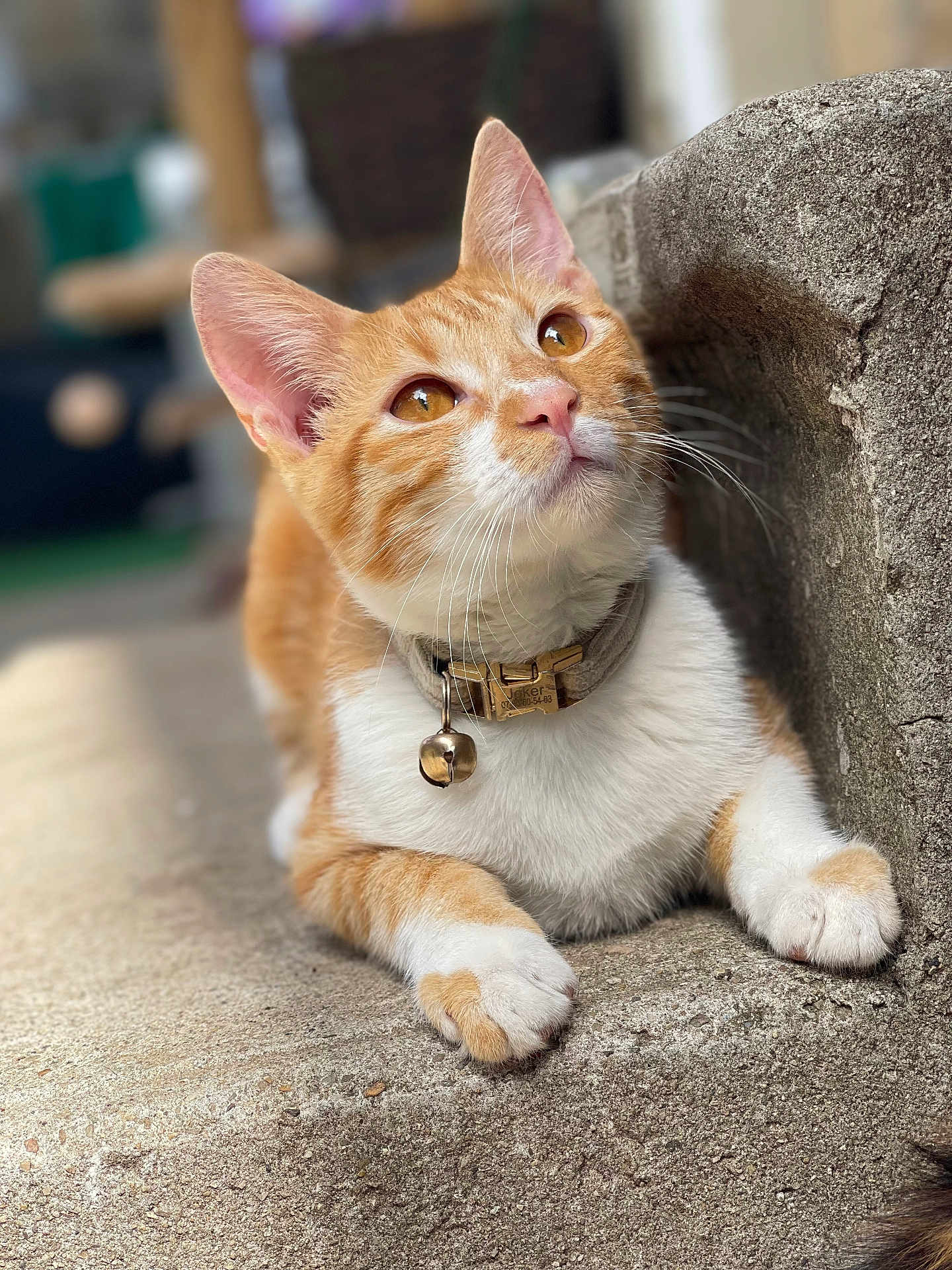 Joker participe au concours pour gagner de l'argent avec cette photo : cat, ginger_cat, white_cat, pet, collar, bell, whiskers, close_up, outdoor, concrete, texture, animal, feline, curious, resting, paw, ears, eyes, soft_focus, background_blur