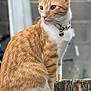 Joker participe au concours pour gagner de l'argent avec cette photo : cat, orange_tabby, pet, collar, bell, fur, whiskers, sitting, outdoor, wood, weathered, closeup, animal, feline, portrait, curious, background_blur, side_view, alert, domestic
