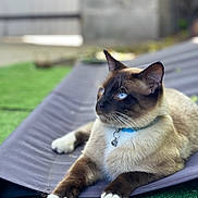 Guizmo participe au concours pour gagner de l'argent avec cette photo : siamese_cat, cat, blue_eyes, collar, bell, relaxed, outdoor, grass, fabric, paws, whiskers, pet, animal, feline, lying_down, closeup, domestic_cat, fur, nature, resting