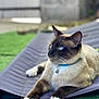 siamese_cat, cat, blue_eyes, collar, bell, relaxed, outdoor, grass, fabric, paws, whiskers, pet, animal, feline, lying_down, closeup, domestic_cat, fur, nature, resting