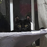 Charlie is registered to the contest to win money with this photo: animal, black_cat, cat, cozy, curtain, domestic, fur, furniture, hammock, home, indoors, looking, mammal, night, pet, quiet, resting, whiskers, window, yellow_eyes