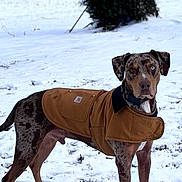 Mako joined the competition — help win amazing prizes! alert, animal, brown_jacket, canine, coat, cold, collar, dog, fur, grass, heterochromia, nature, outdoor, park, pet, snow, standing, tree, winter, winter_clothing