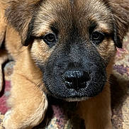 Kaia joined the competition — help win amazing prizes! adorable, black_muzzle, brown_fur, carpet, close_up, dog, domestic_animal, ears, eyes, face, fur, indoor, macro, nose, paw, pet, portrait, puppy, sleepy, whiskers