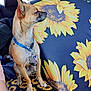 Gizmo is registered to the contest to win money with this photo: dog, small_dog, tan_dog, blue_collar, car_interior, car_seat, sunflower_pattern, seat_cover, pet, animal, window, daylight, side_view, sitting, calm, indoor, vehicle, leash_tag, seatbelt, headrest