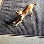 Gizmo is registered to the contest to win money with this photo: dog, mat, stretching, yellow_container, floor, indoor, pet, animal, small_dog, brown_dog, canine, concrete_floor, texture, workshop, garage, casual, blur, relaxing, domestic_animal, playful