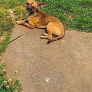 Gizmo is registered to the contest to win money with this photo: dog, small_dog, tan_dog, outdoor, grass, garden, pathway, sunny, pet, animal, canine, relaxed, curious, ears, nature, greenery, sidewalk, summer, daylight, laying_down