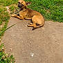 dog, small_dog, tan_dog, outdoor, grass, garden, pathway, sunny, pet, animal, canine, relaxed, curious, ears, nature, greenery, sidewalk, summer, daylight, laying_down