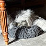 Zéphyr a rejoint le concours — aidez-le/la à gagner de superbes lots ! animal, cozy, dog, domestic_animal, floor, fluffy, fur, home, indoor, napping, peaceful, pet_bed, quiet, relaxation, resting, sleeping, sunlight, tile_floor, white_dog, wooden_table_leg