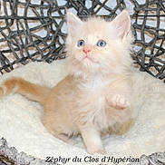 Zéphyr a rejoint le concours — aidez-le/la à gagner de superbes lots ! adorable, animal, basket, blue_eyes, cat, closeup, cozy, cream, cute, feline, fluffy, furry, indoor, kitten, pet, pet_bed, raising_paw, soft, white, young