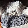 Zéphyr participe au concours pour gagner de l'argent avec cette photo : animal, bed, cozy, curled_up, dog, floor, fluffy, fur, indoor, napping, pet, quiet, relaxed, resting, shadows, shaggy, sleeping, soft, sunlight, white