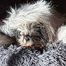 animal, brown_fur, calm, cozy, cute, dog, domestic_animal, fluffy, fur, furry, indoor, mammal, pet, relaxed, resting, shaggy_rug, sleeping, small_dog, sunlight, white_fur