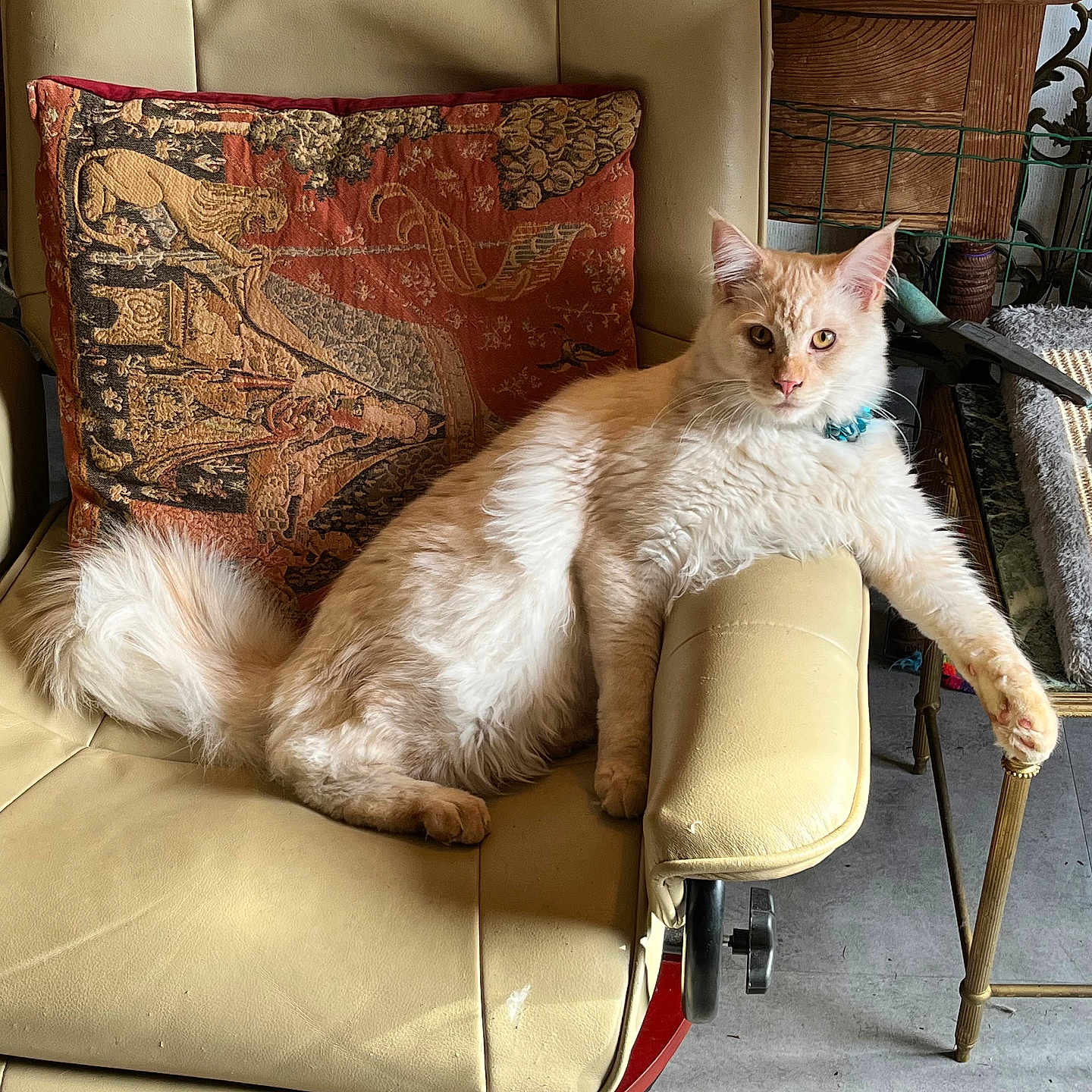 Zéphyr a rejoint le concours — aidez-le/la à gagner de superbes lots ! animal, armrest, cat, chair, cream_color, domestic, feline, fluffy, fur, household, indoor, leather_chair, living_room, paw, pet_bed, pillow, relaxed, resting, side_table, tapestry