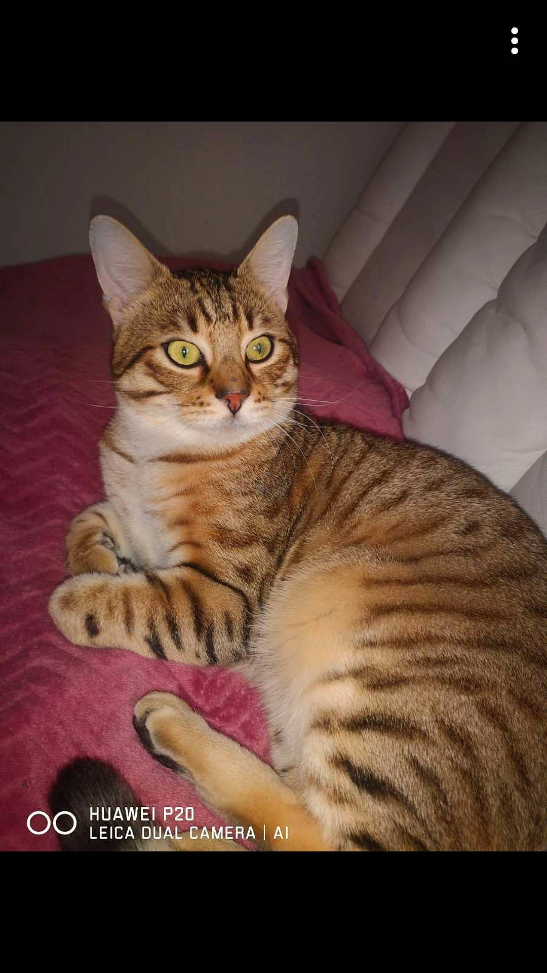 Simba participe au concours pour gagner de l'argent avec cette photo : carnivore, cat, comfort, domestic_short_haired_cat, eye, fawn, felidae, fur, head, paw, photo_caption, sitting, small_to_medium_sized_cats, snout, tail, terrestrial_animal, whiskers, wildlife