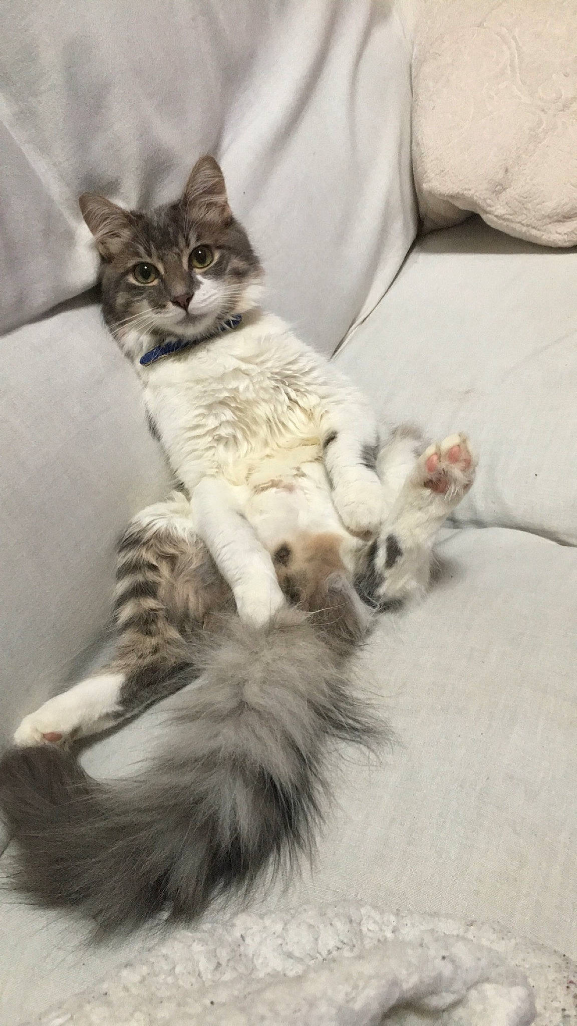 Eïko participe au concours pour gagner de l'argent avec cette photo : aegean_cat, american_curl, asian, carnivore, cat, domestic_long_haired_cat, european_shorthair, felidae, kitten, maine_coon, mammal, norwegian_forest_cat, pixie_bob, ragamuffin, siberian, small_to_medium_sized_cats, tabby_cat, tail, vertebrate, whiskers