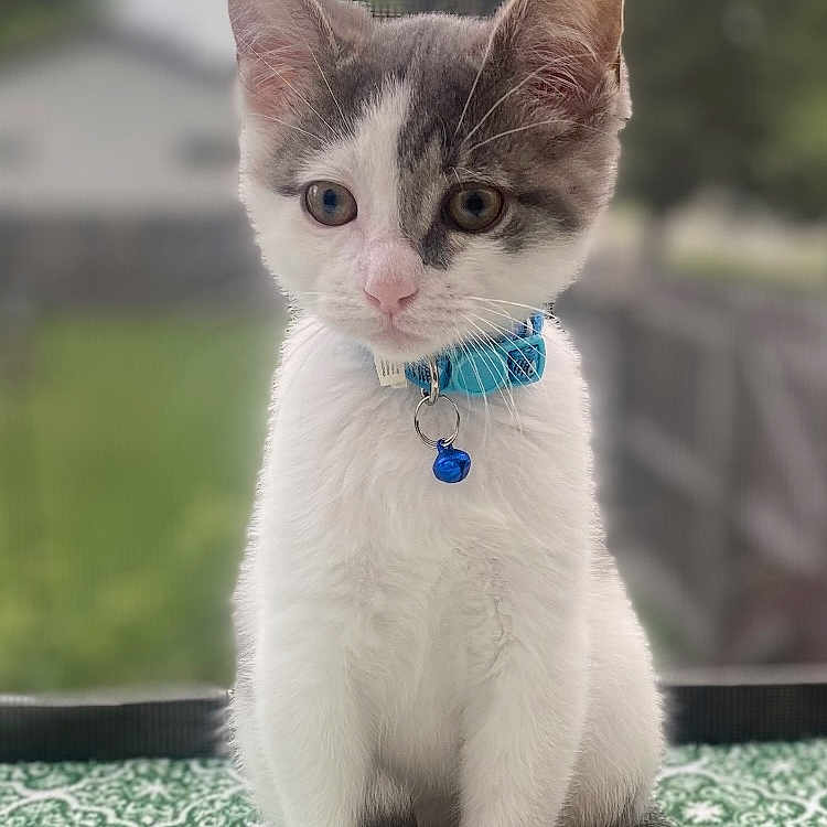 Ovi is registered to the contest to win money with this photo: abyssinian, accessories, angora, animal, bracelet, cat, collar, formalwear, grass, jewelry, kitten, leash, manx, necklace, ornament, pet, plant, siamese, strap, tie