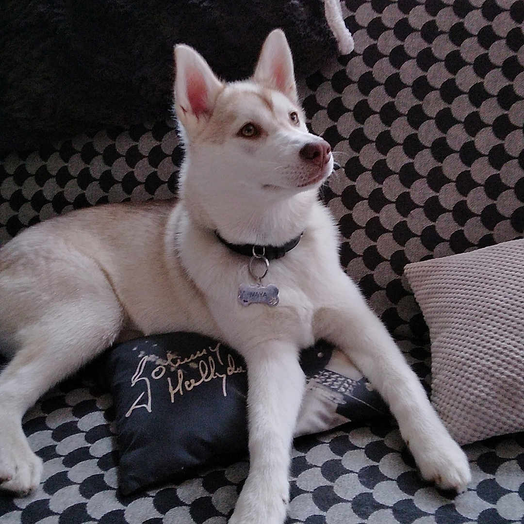 Vaya a rejoint le concours — aidez-le/la à gagner de superbes lots ! accessories, animal, architecture, building, canine, couch, cushion, dog, eskimodog, furniture, homedecor, husky, indoors, linen, livingroom, person, pet, puppy, room, whitedog