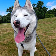 Myki participe au concours pour gagner de l'argent avec cette photo : dog, husky, tongue_out, happy, outdoor, grass, leash, pet, canine, nature, smiling, animal, mammal, summer, blue_sky, trees, park, walking, friendly, closeup