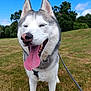 dog, husky, tongue_out, happy, outdoor, grass, leash, pet, canine, nature, smiling, animal, mammal, summer, blue_sky, trees, park, walking, friendly, closeup