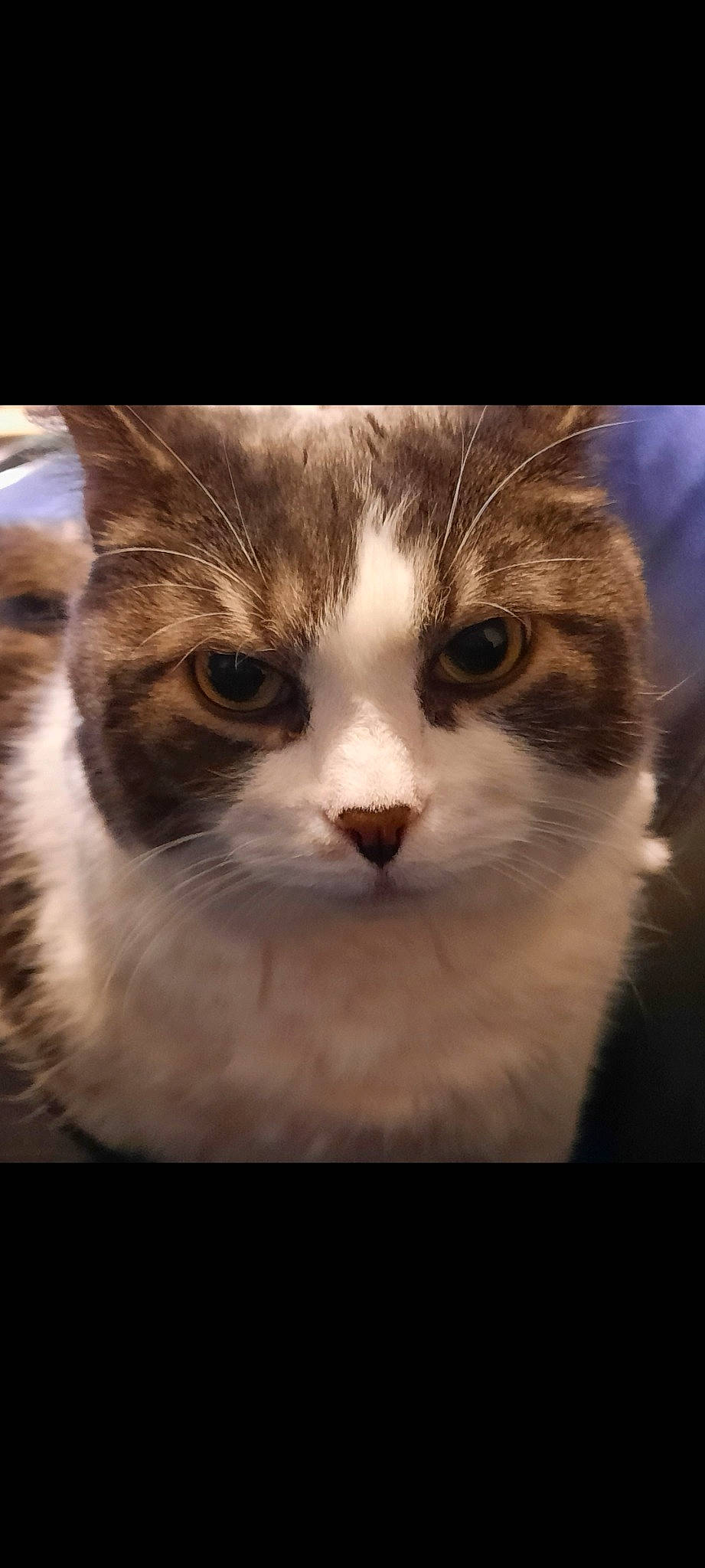 Heliot participe au concours pour gagner de l'argent avec cette photo : carnivore, cat, comfort, domestic_short_haired_cat, felidae, fur, love, night, paw, small_to_medium_sized_cats, snout, square, terrestrial_animal, whiskers, window