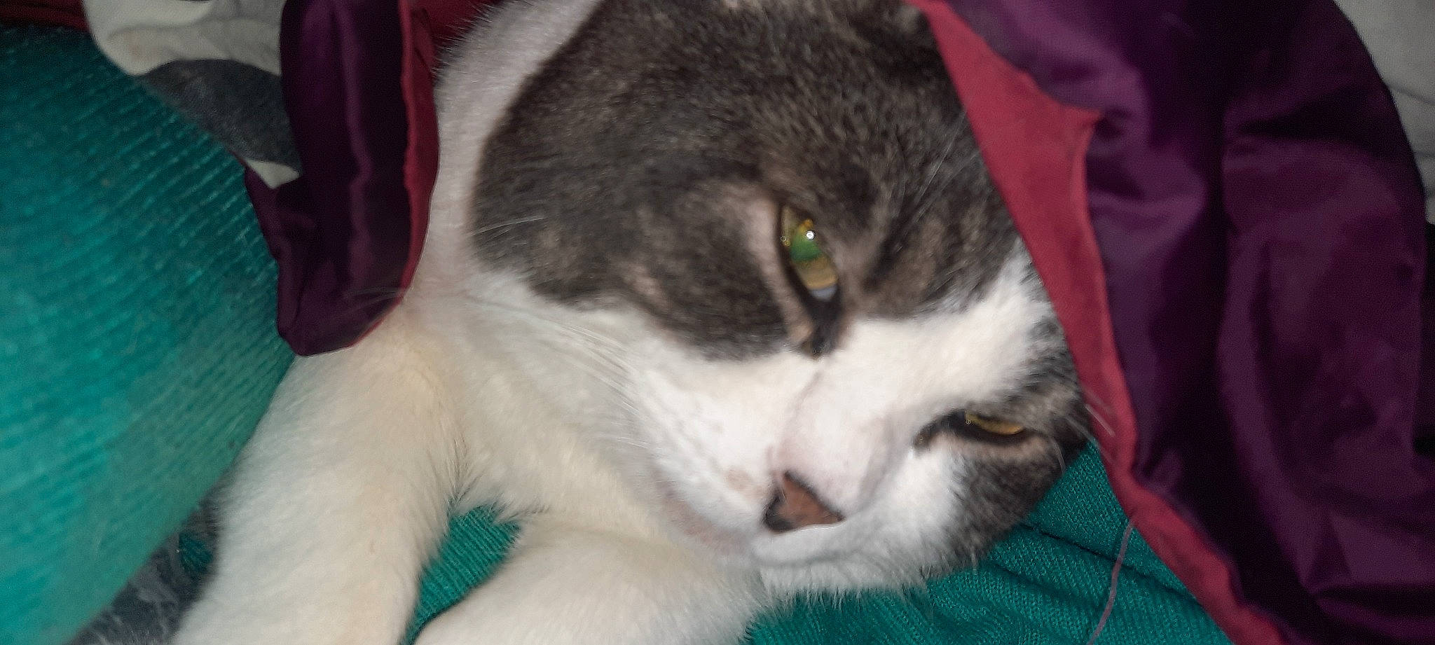 Heliot a rejoint le concours — aidez-le/la à gagner de superbes lots ! carnivore, cat, domestic_short_haired_cat, felidae, fur, grass, small_to_medium_sized_cats, snout, terrestrial_animal, whiskers