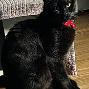 Mefi a rejoint le concours — aidez-le/la à gagner de superbes lots ! black_cat, cat, pet, feline, collar, red_collar, floor, wooden_floor, indoor, animal, fur, sitting, one_eye_visible, whiskers, domestic_cat, texture, furniture, home, natural_light, shadow