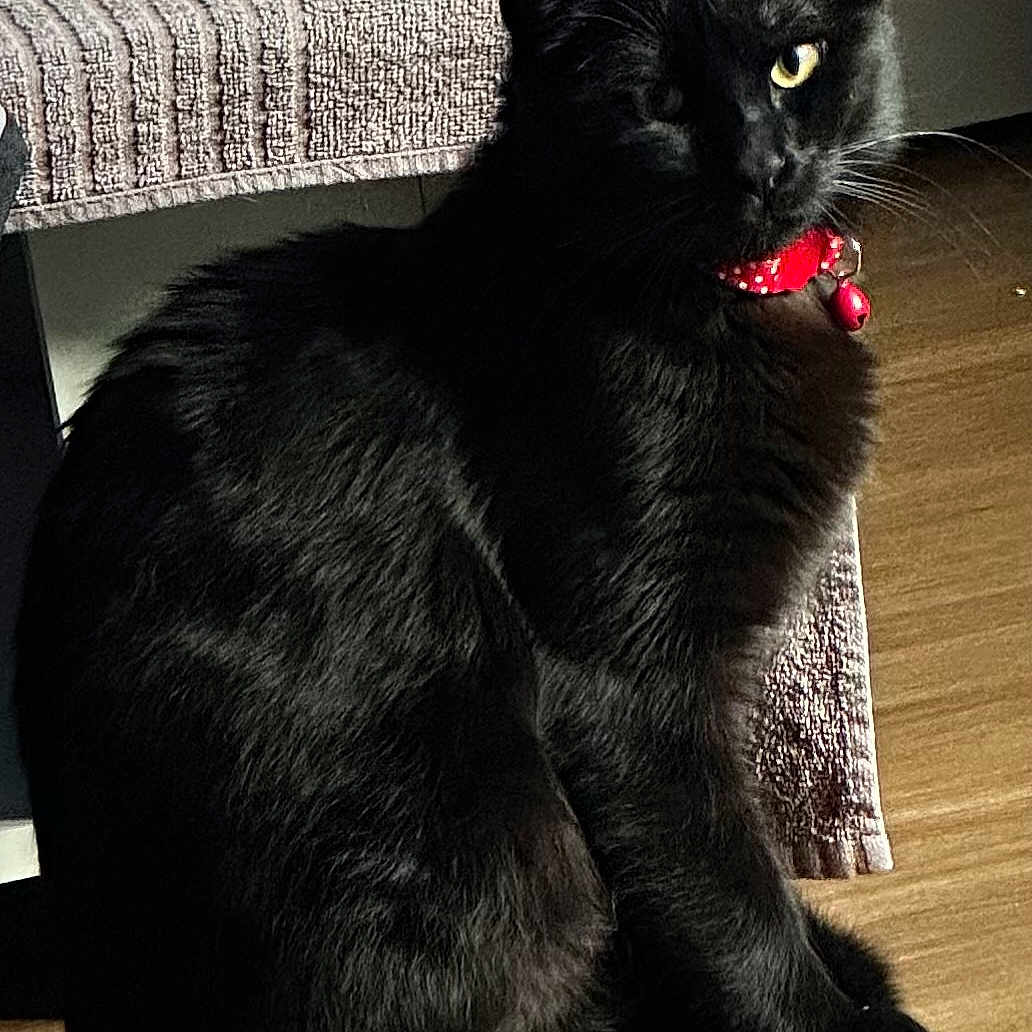 Mefi a rejoint le concours — aidez-le/la à gagner de superbes lots ! black_cat, cat, pet, feline, collar, red_collar, floor, wooden_floor, indoor, animal, fur, sitting, one_eye_visible, whiskers, domestic_cat, texture, furniture, home, natural_light, shadow