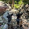 dog, dogs, forest, rock, rocks, nature, outdoor, trees, greenery, pointing_hand, attention, sitting, leash, harness, canine, pets, wildlife, sunlight, shadows, ground