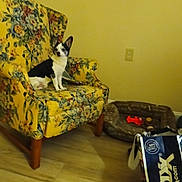 Oreo is registered to the contest to win money with this photo: dog, small_dog, armchair, floral_pattern, yellow_armchair, wooden_floor, dog_bed, dog_toy, shopping_bag, indoor, pet, furniture, wall_outlet, picture_frame, cozy_room, seated, alert, black_and_white, home, living_room