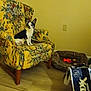 dog, small_dog, armchair, floral_pattern, yellow_armchair, wooden_floor, dog_bed, dog_toy, shopping_bag, indoor, pet, furniture, wall_outlet, picture_frame, cozy_room, seated, alert, black_and_white, home, living_room