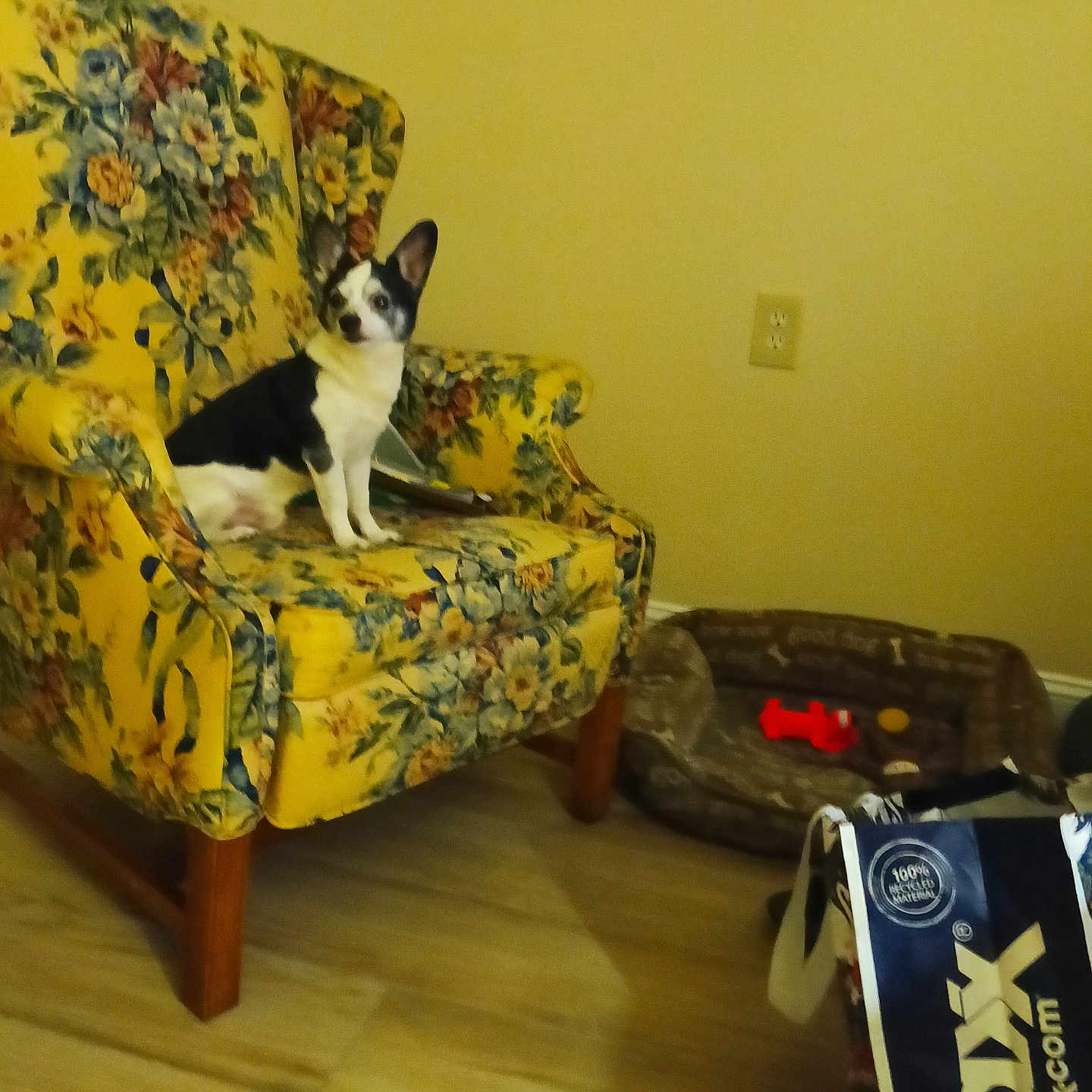 Oreo is registered to the contest to win money with this photo: alert, armchair, black_and_white, cozy_room, dog, dog_bed, dog_toy, floral_pattern, furniture, home, indoor, living_room, pet, picture_frame, seated, shopping_bag, small_dog, wall_outlet, wooden_floor, yellow_armchair