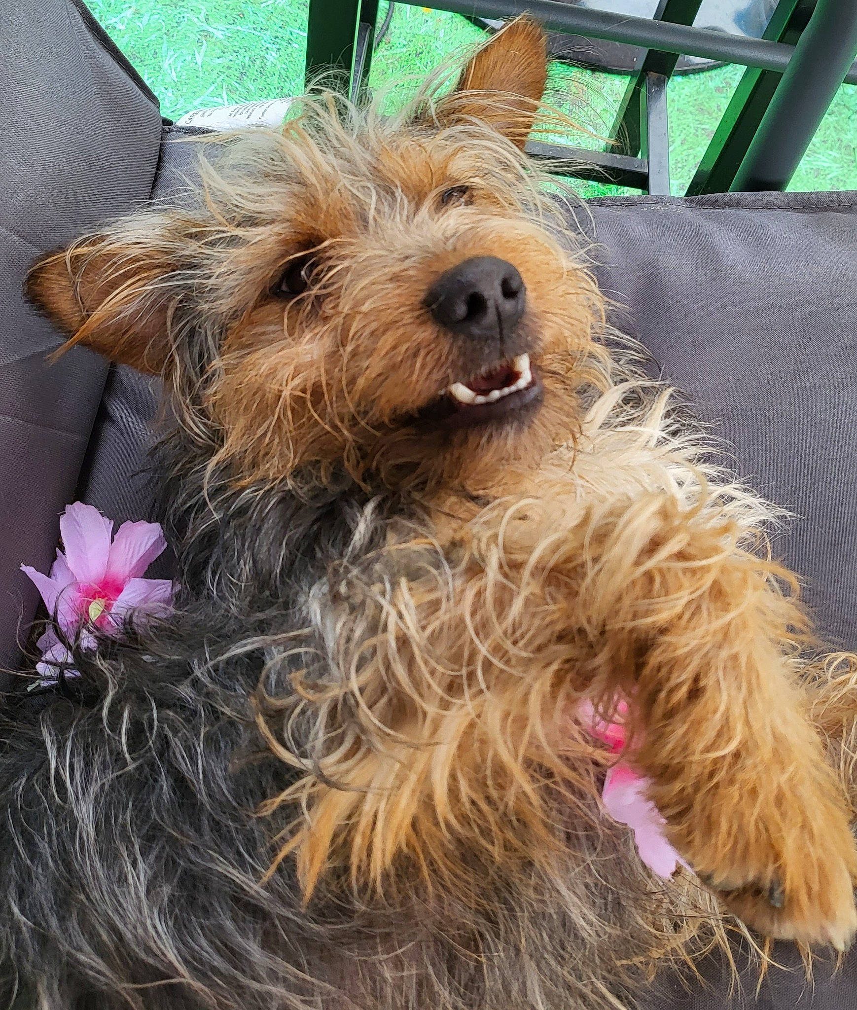 Cooper joined the competition — help win amazing prizes! canidae, carnivore, collar, companion_dog, dog, dog_breed, dog_collar, dog_supply, flower, fur, liver, pet_supply, small_terrier, snout, sporting_group, terrestrial_plant, terrier, toy_dog, working_animal